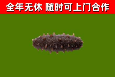 麻山回收海参干